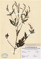 藏品(馬鞭草)的圖片